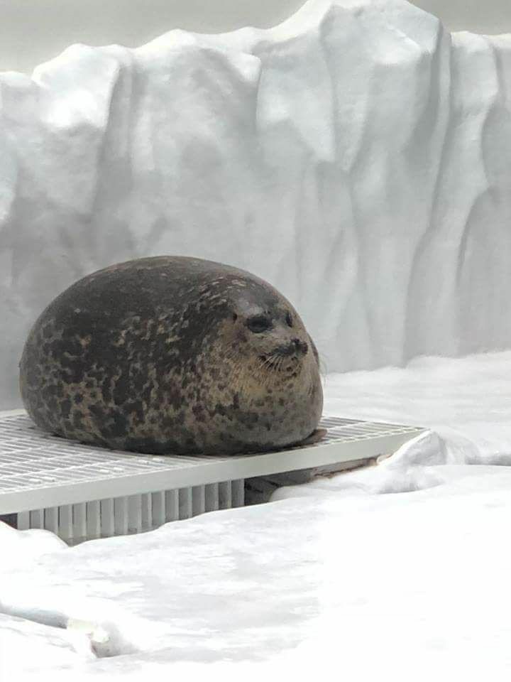 spherical seal